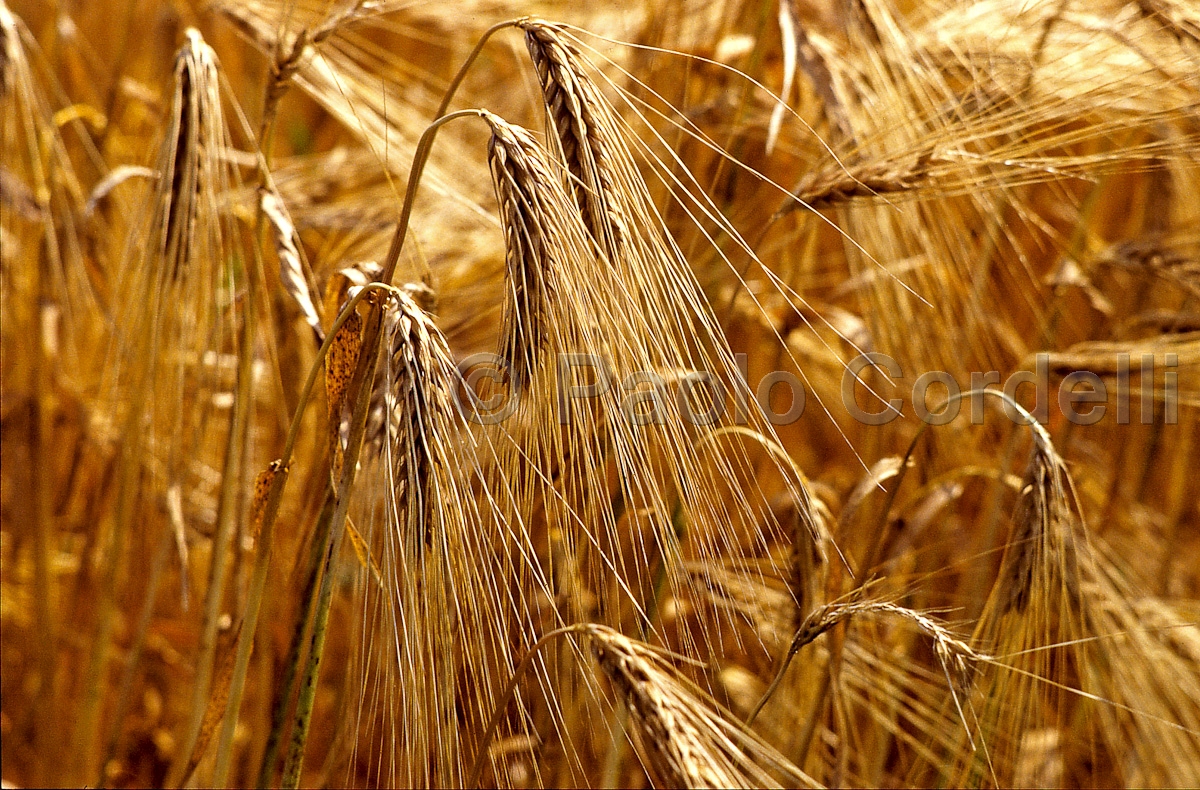 Wheat, Tuscany, Italy
(cod:Tuscany 14)